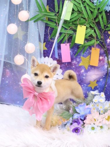 20250708春ちゃん